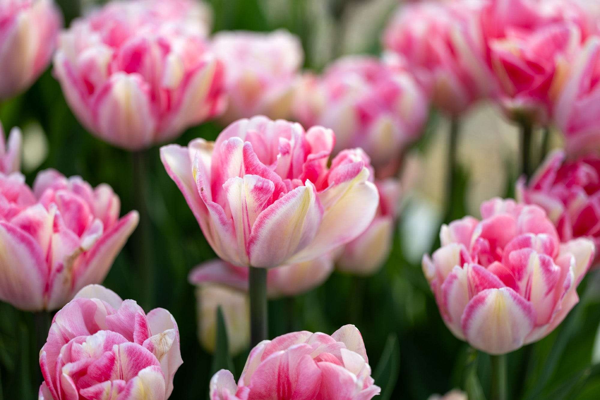 Tulpe 'Foxtrot'